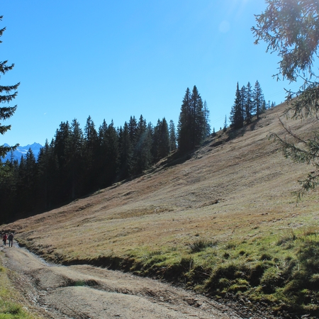 Hundetreffen 2015 im Allgäu (4)
